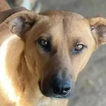 Pitt ca. 47 cm   hat schon so viel Zeit verschwendet