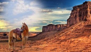 Haflinger Wallach mit Pass Papieren  Bild 2