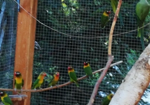 Pfirsichköpfchen Bild 2