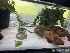 Fidschi Leguan (Brachylophus fasciatus)