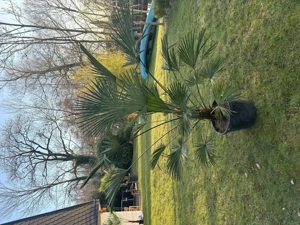 Wunderschöne winterharte Palmen (trachycarpus fortunei) für den Außenbereich Bild 7