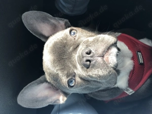 Französische Bulldogge
