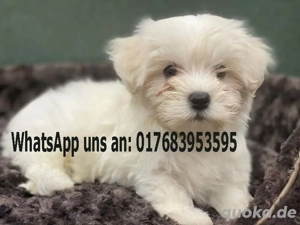 Reinrassige Havaneser-Welpen mit stammbsun  Bild 2