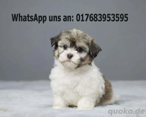 Reinrassige Havaneser-Welpen mit stammbsun  Bild 1