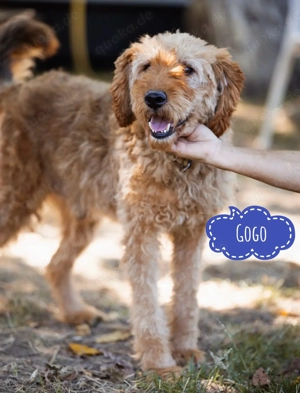 Gogo, wunderschöner Bosnischer Laufhund