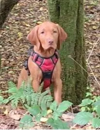 Magyar Vizsla Welpe, Rüde, 3 Monate alt, reinrassig, volle Papiere