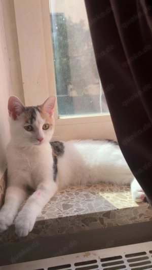 5 Monate alte weibliche Katze abzugeben 