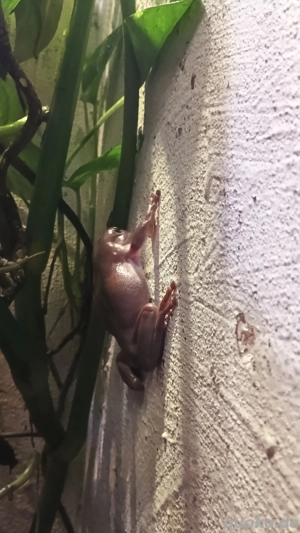  korallenfinger-laubfrösche suchen ein neues Zuhause 