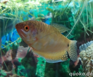 Gold Gouramis (Trichopodus trichopterus) 