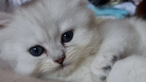 BKH und BLH Kitten suchen neues Zuhause