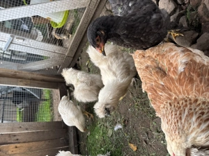 Brahma Seidenhuhn hennen lachshuhn henne ,blumenhühner jung von 2025