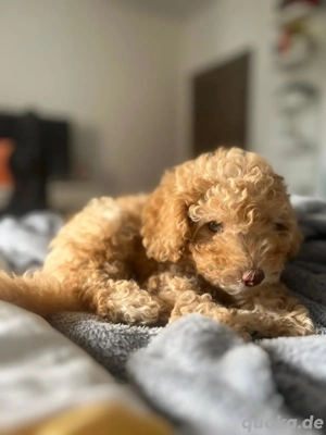 zwergpudel Mädchen 