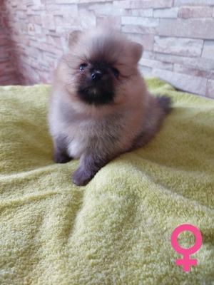 Reinrassige Pomeranian-Spitz-Welpen Bild 2