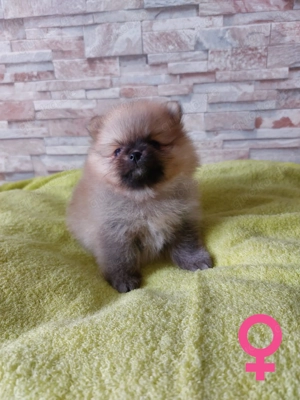 Reinrassige Pomeranian-Spitz-Welpen Bild 3