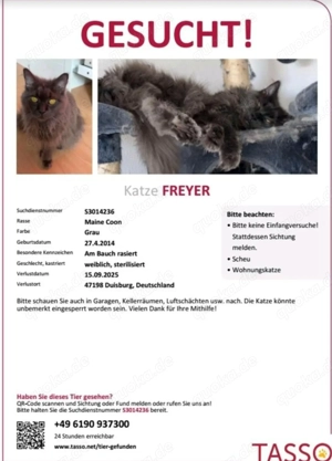 Vermisst ! Katze Main Coon entlaufen  47198 Duisburg 