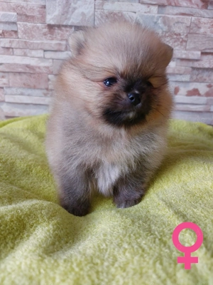 Reinrassige Pomeranian-Spitz-Welpen