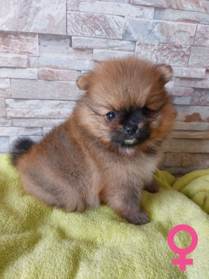 Reinrassige Pomeranian-Spitz-Welpen Bild 4