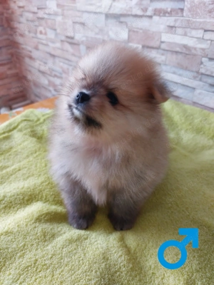Reinrassige Pomeranian-Spitz-Welpen Bild 7