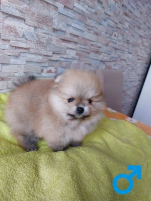 Reinrassige Pomeranian-Spitz-Welpen Bild 6