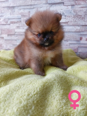 Reinrassige Pomeranian-Spitz-Welpen Bild 5