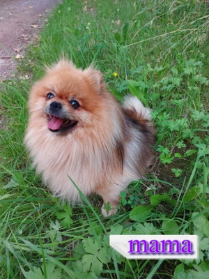 Reinrassige Pomeranian-Spitz-Welpen Bild 9