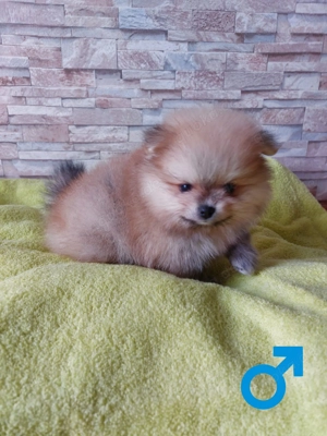 Reinrassige Pomeranian-Spitz-Welpen Bild 8