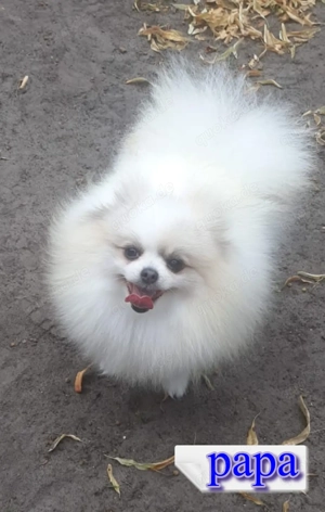 Reinrassige Pomeranian-Spitz-Welpen Bild 10