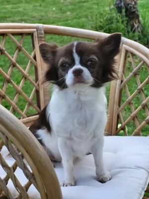 Unsere kleinen Chihuahua-Wunder suchen ein Zuhause  Bild 5