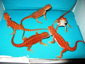 farbintensive Bartagamen, citrus-rot-Mix, ca. 23-25 cm (Versand möglich)