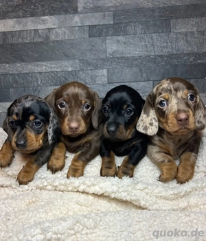 Zwergdackel welpen