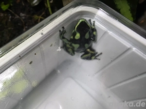 0.2 Dendrobates auratus