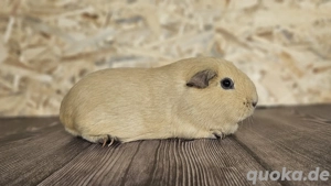 Meerschweinchen Mädchen Abigail in Creme