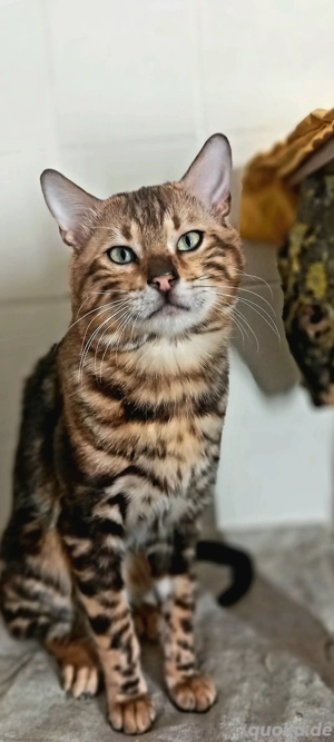 Bengal Kater sucht Neues zuhause !!! Dringend 