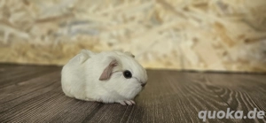 Meerschweinchen Frühkastrat Otto in Weiß