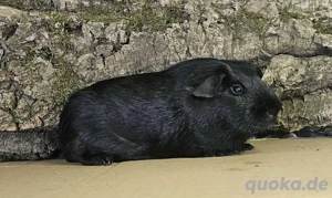 Meerschweinchen Böckchen Harvey in Schwarz 