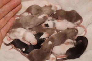 Frankfurter-Rats - Warteliste Bild 10