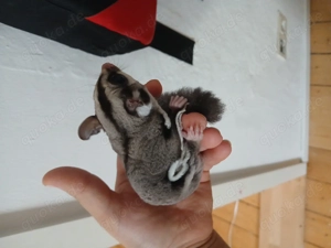 Sugar glider sucht FM