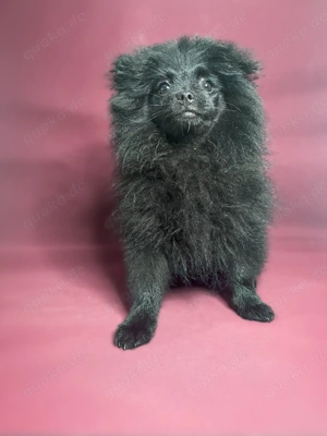 Pomeranien Zwergspitz  Bild 6