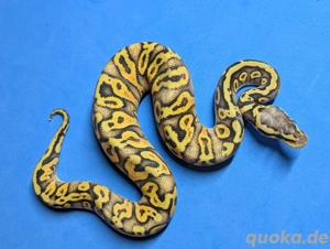 1.0 SuperPastel Gravel