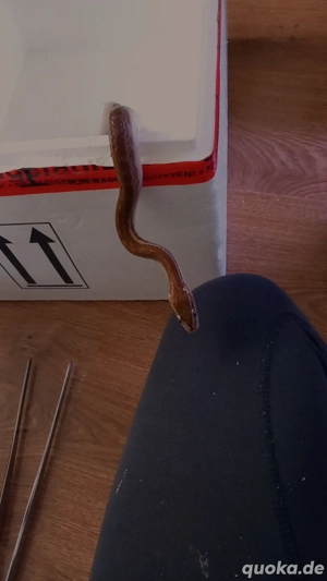 1,0 Afrikanische hausschlange 