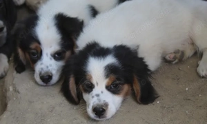 Peggo, geb. ca. 06 2025, lebt in GRIECHENLAND, auf einer privaten Pflegestelle  Bild 6