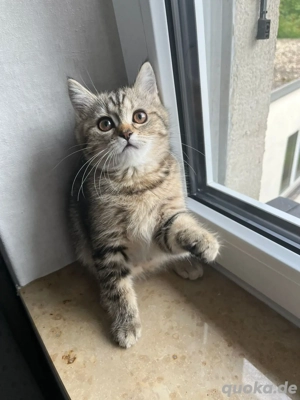 Britisch Lange  Kurze Haare