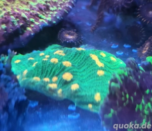 Chalice Spave Invader