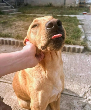 2J Labrador Rüde hellbraun ANFÄNGERHUND 25kg 50cm Ausreise nach Adoption BUNDESWEIT MÖGLICH