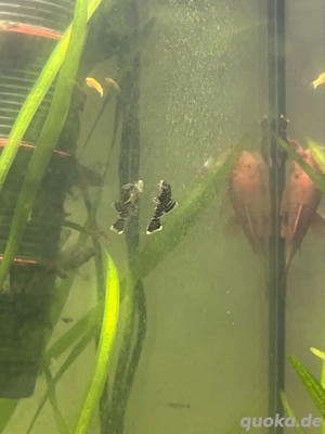 junge aquarium welse