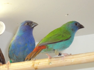 Schöne Vorbes-Papageiamadinen abzugeben.