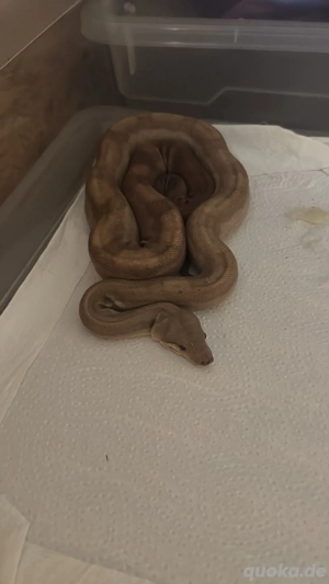 Boa 1.0 Motley Blood T+Nic