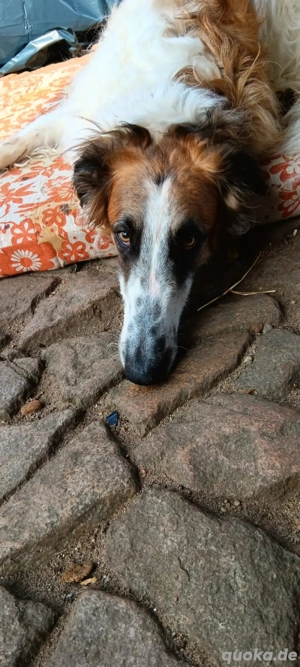 russischer Windhund Barsoi sucht dringend neues Zuhause 