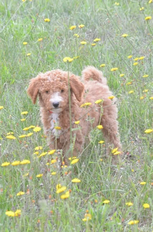 Großpudel  in Sonderfarbe, rot-weiß, Pudel mit Ahnentafel 