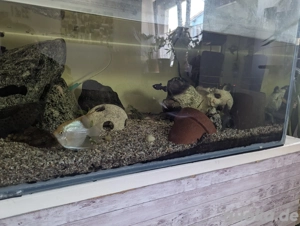 Aquarium mit Besatz 600 Liter  Bild 3